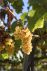 Commercial/Ag/Food/Wine